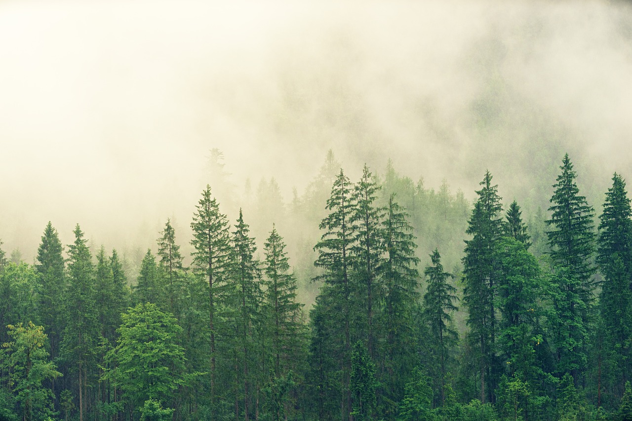 Sveriges skogsindustri viktigare än någonsin